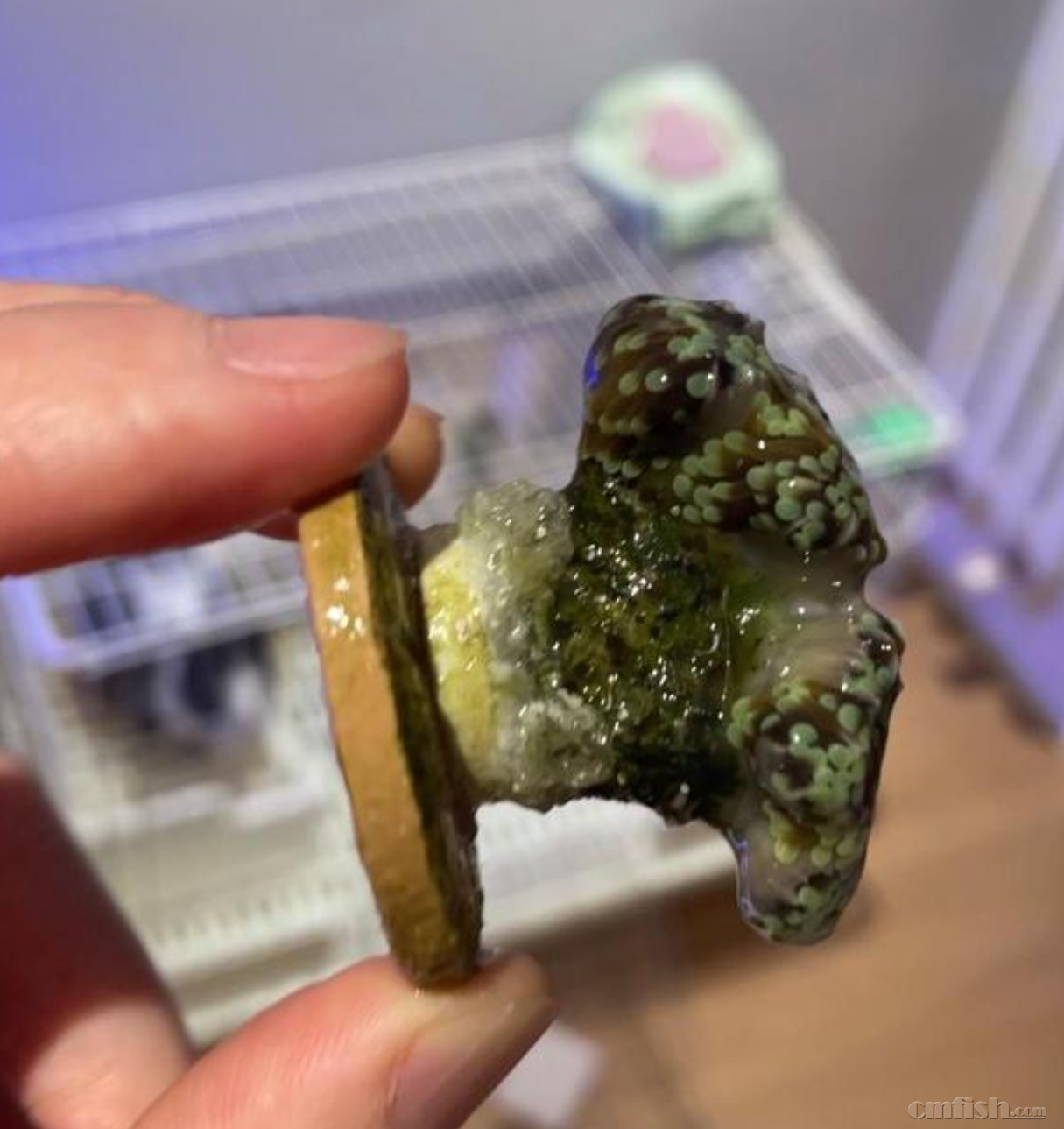 ���Ź��⻹��