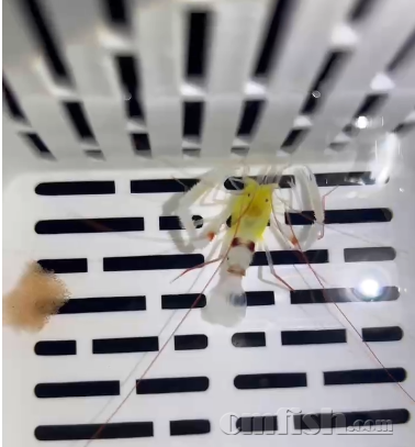 ������Ϻ