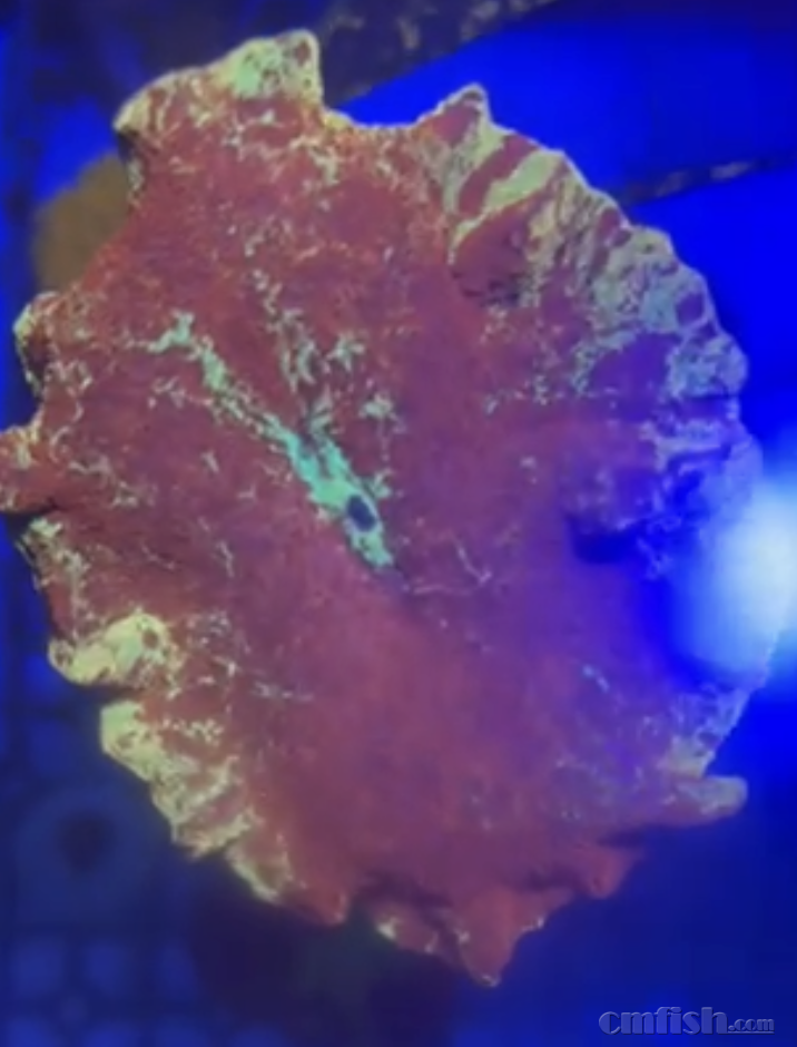 ����2025-04-17 ����3.35.45.png