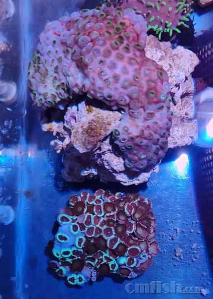 ��֪�����������ʳ��ħ��ˮ�