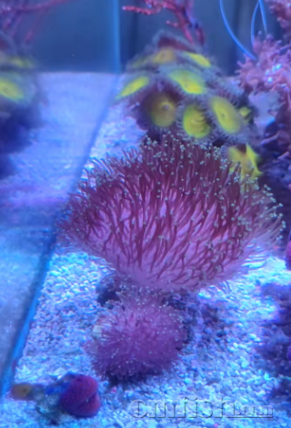 ����Ƥ��