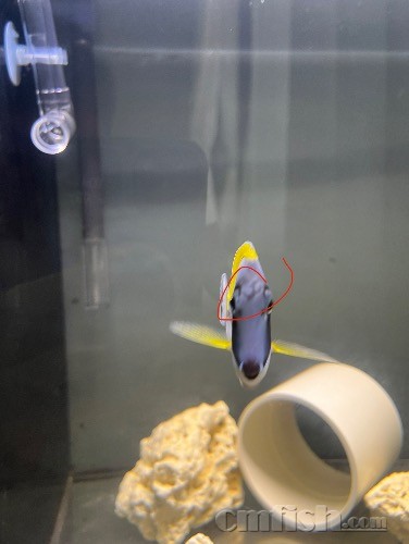 ��ͼ��Ȧ�������ۿ��Ż������