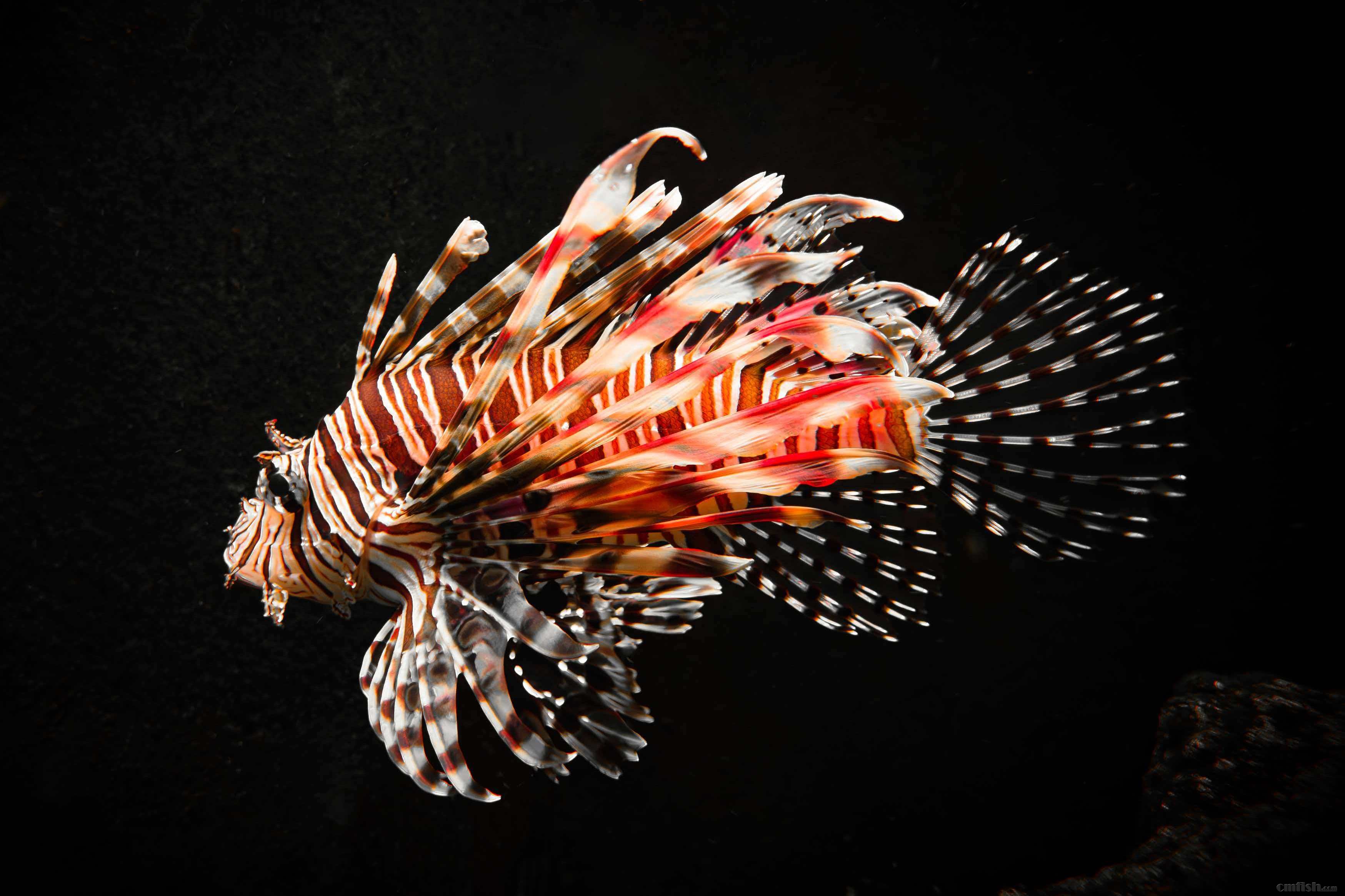 ����ʨ��