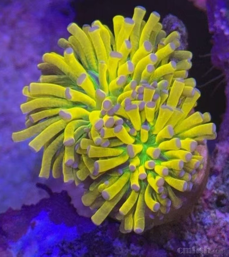 ˫ͷ�������950