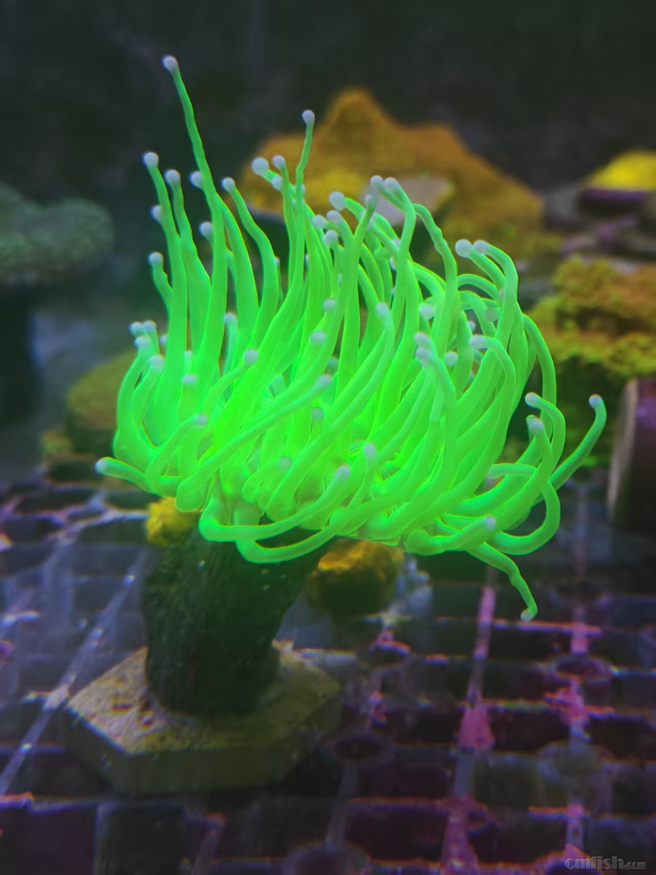 ʥ��240����������2400