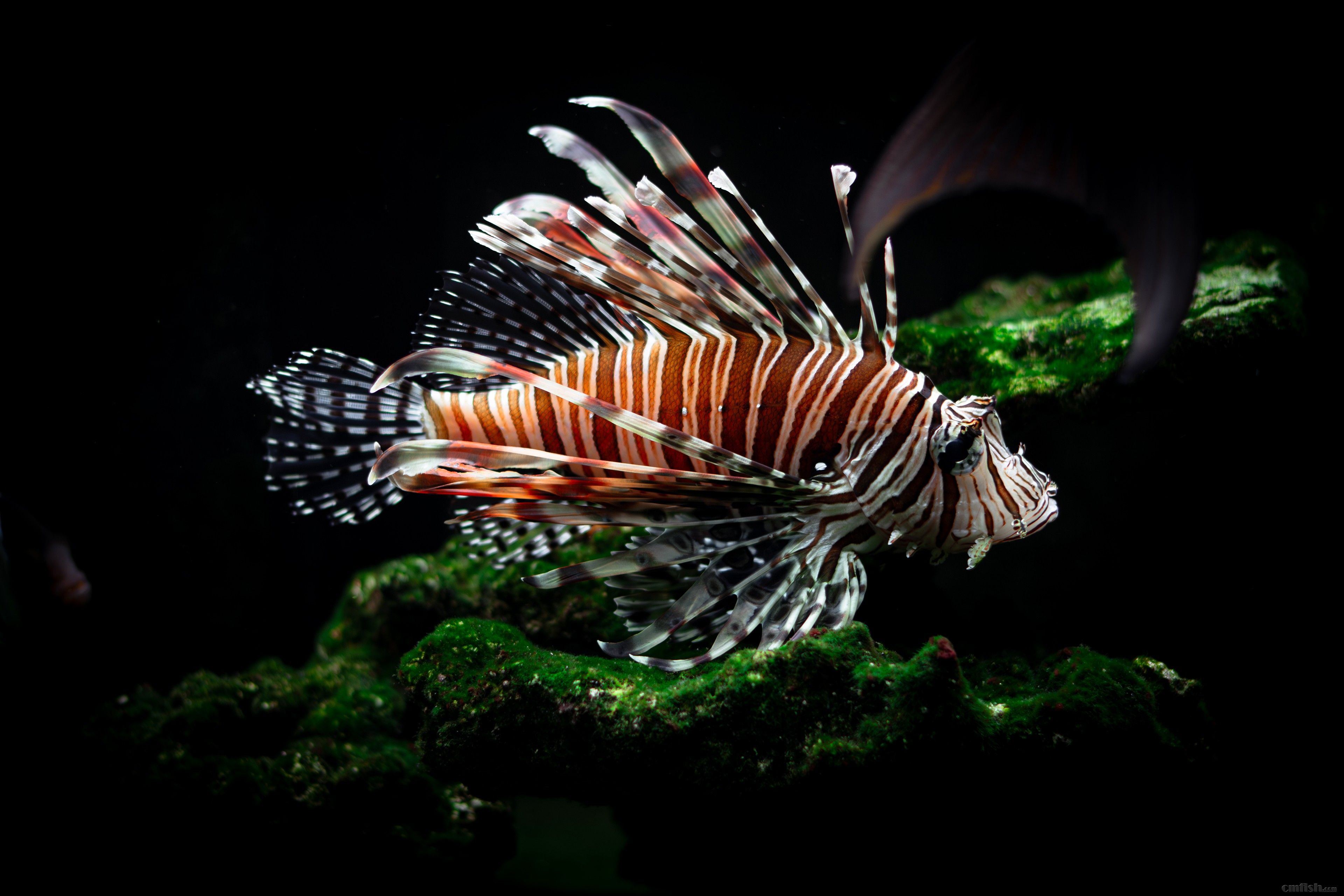 ʨ������д