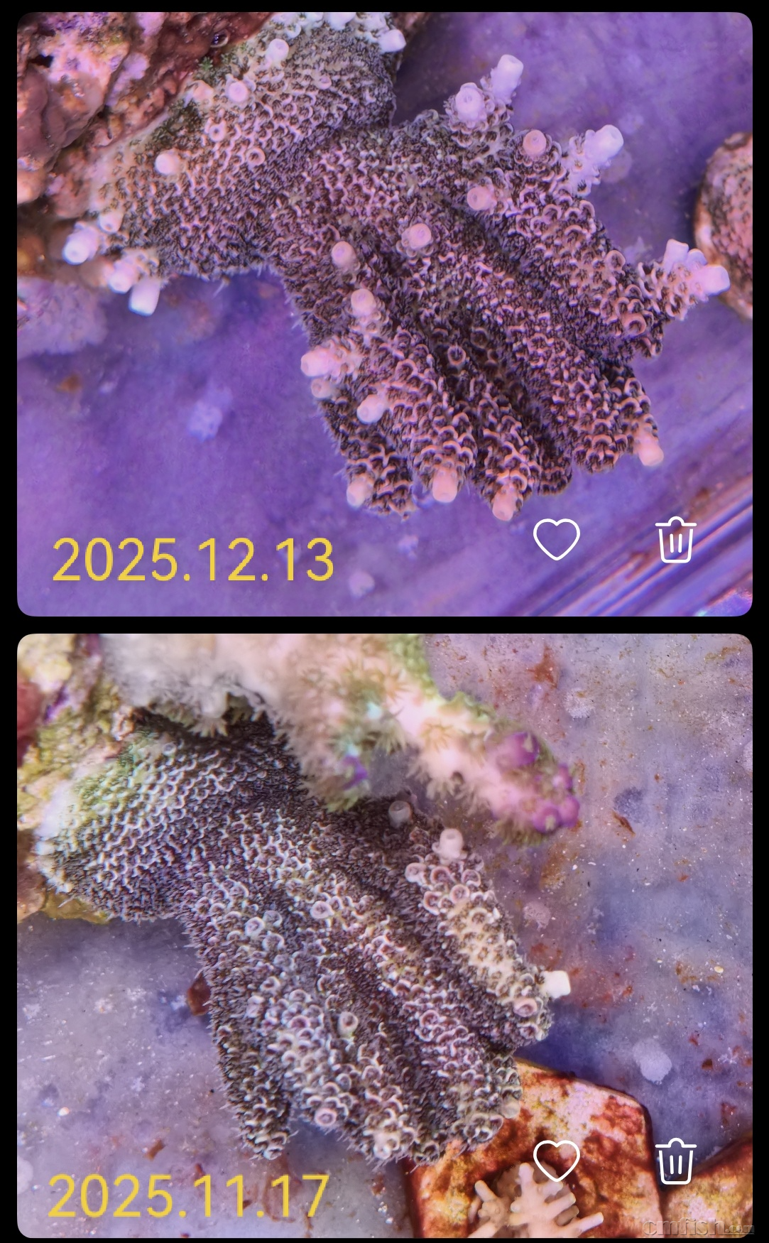 ӣ����S P S�����Ա�.png