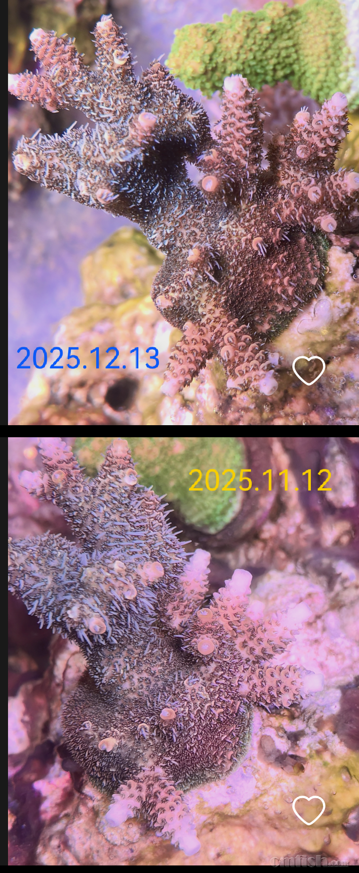 ����S P S�����Ա�.png