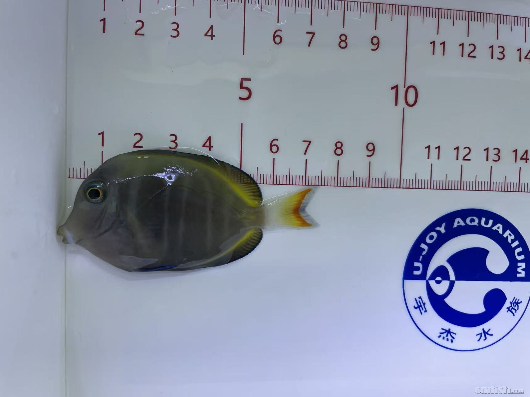 ��ʵ� 7cm  ��2025��12��22�գ�-1.jpg