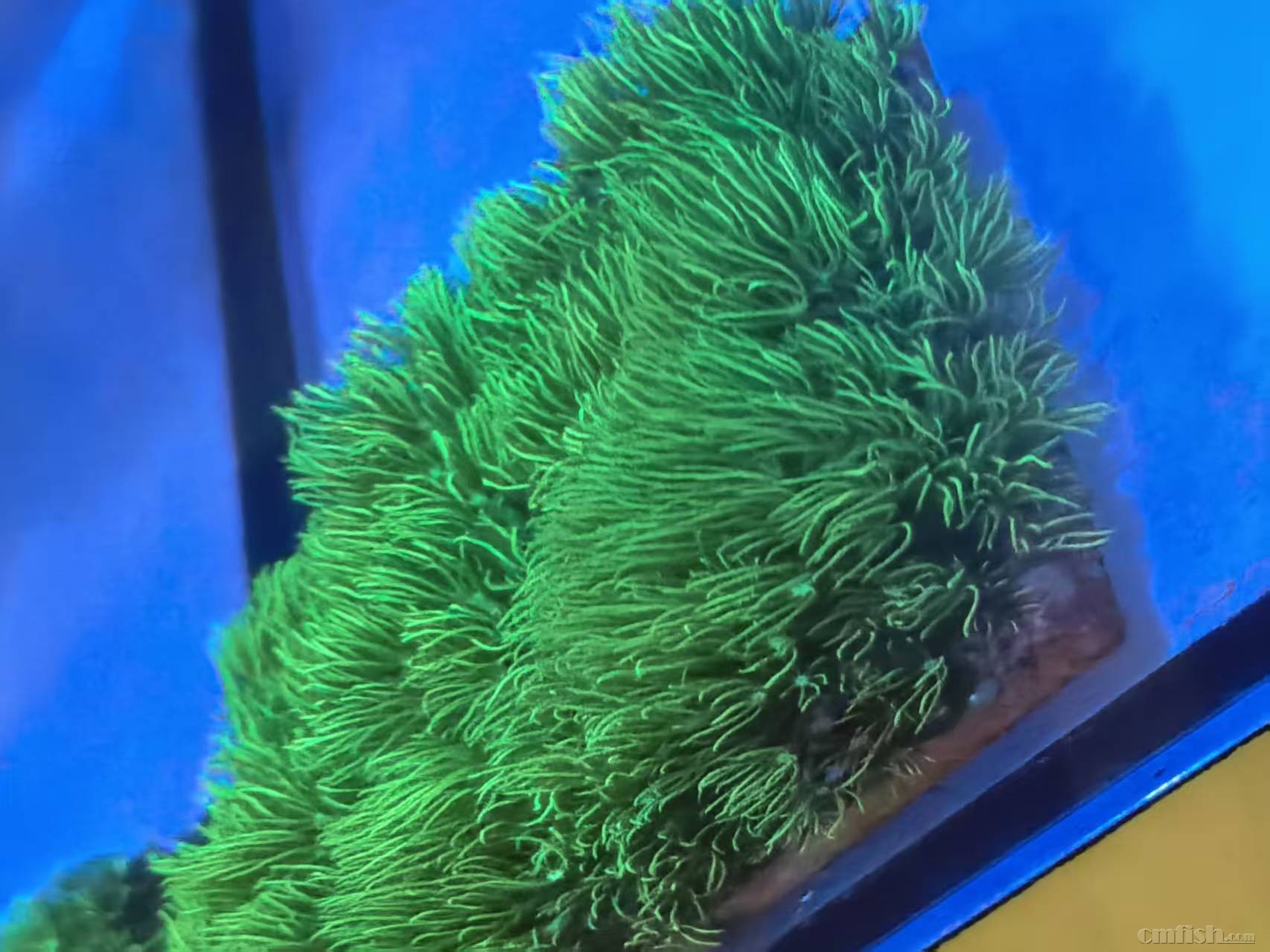 �������Ƥɺ �� 10CM