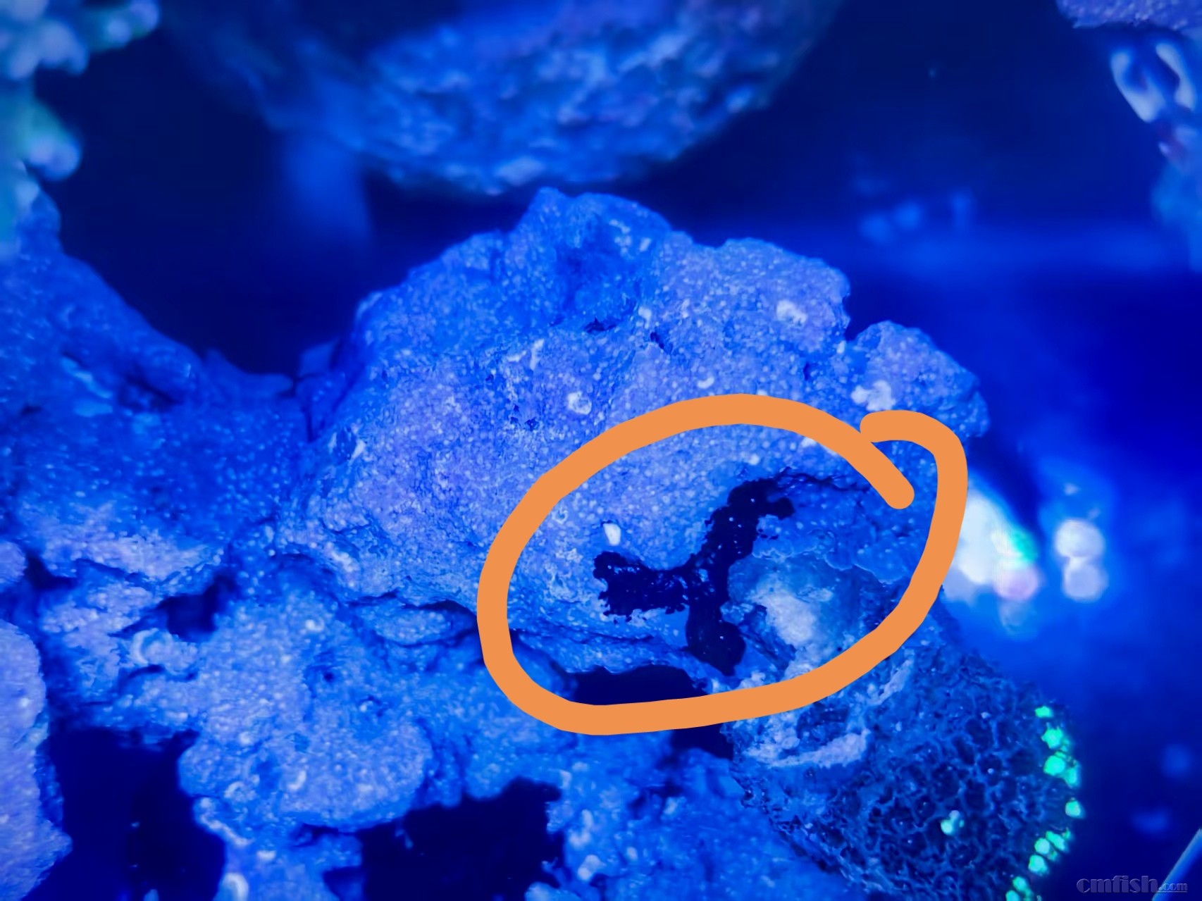 Ȧ������