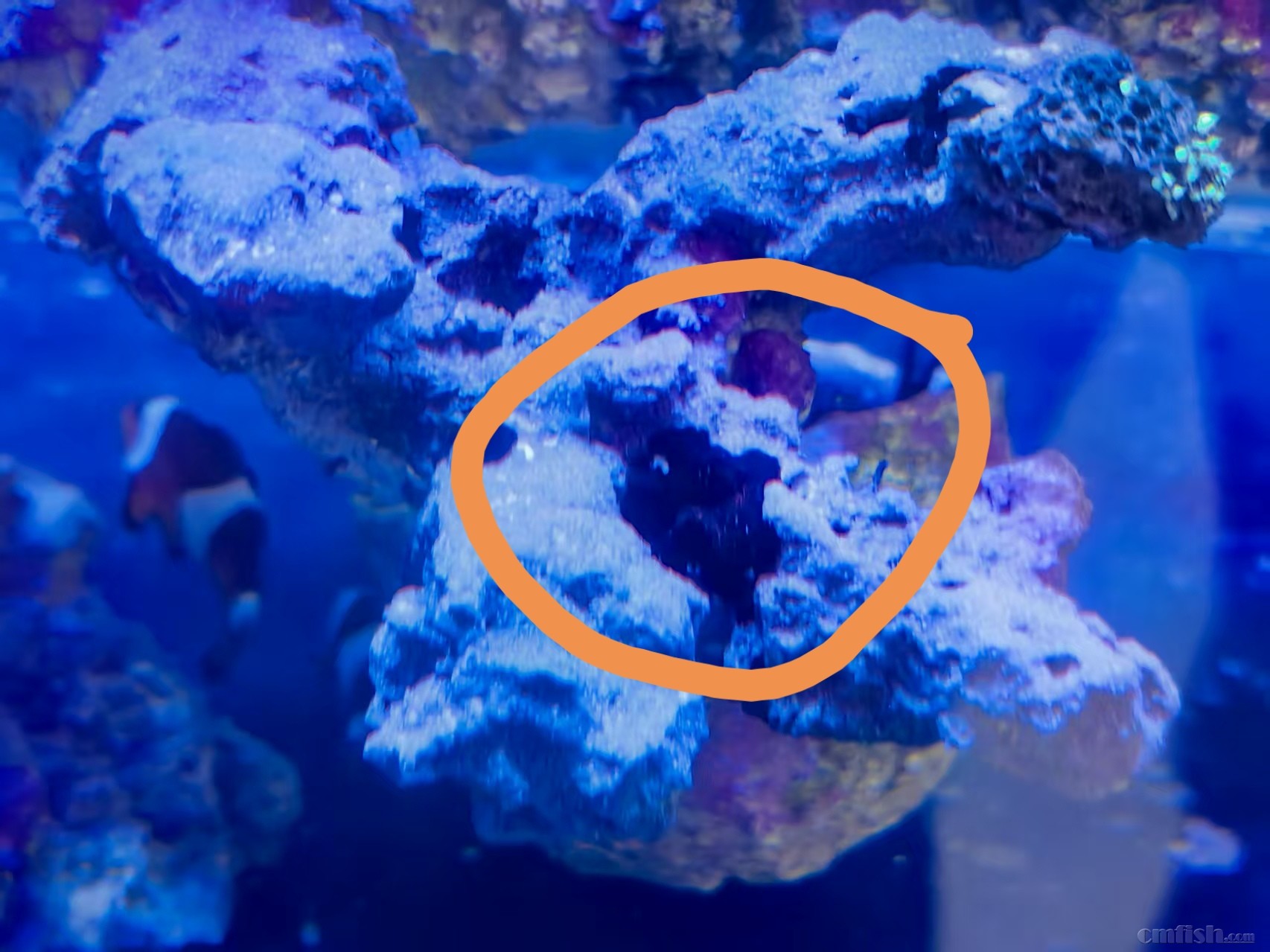 Ȧ������