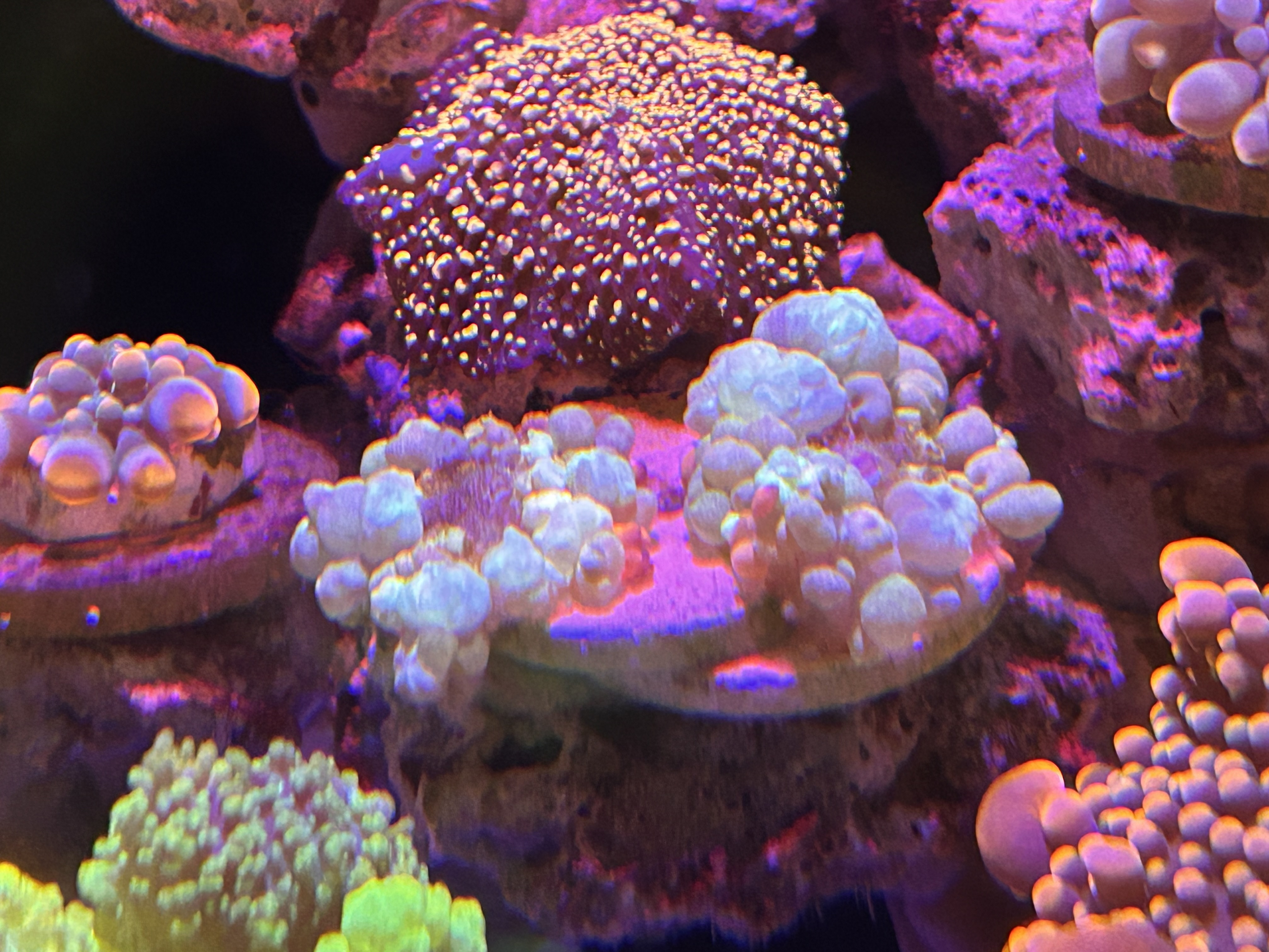 IMG_5436.jpeg