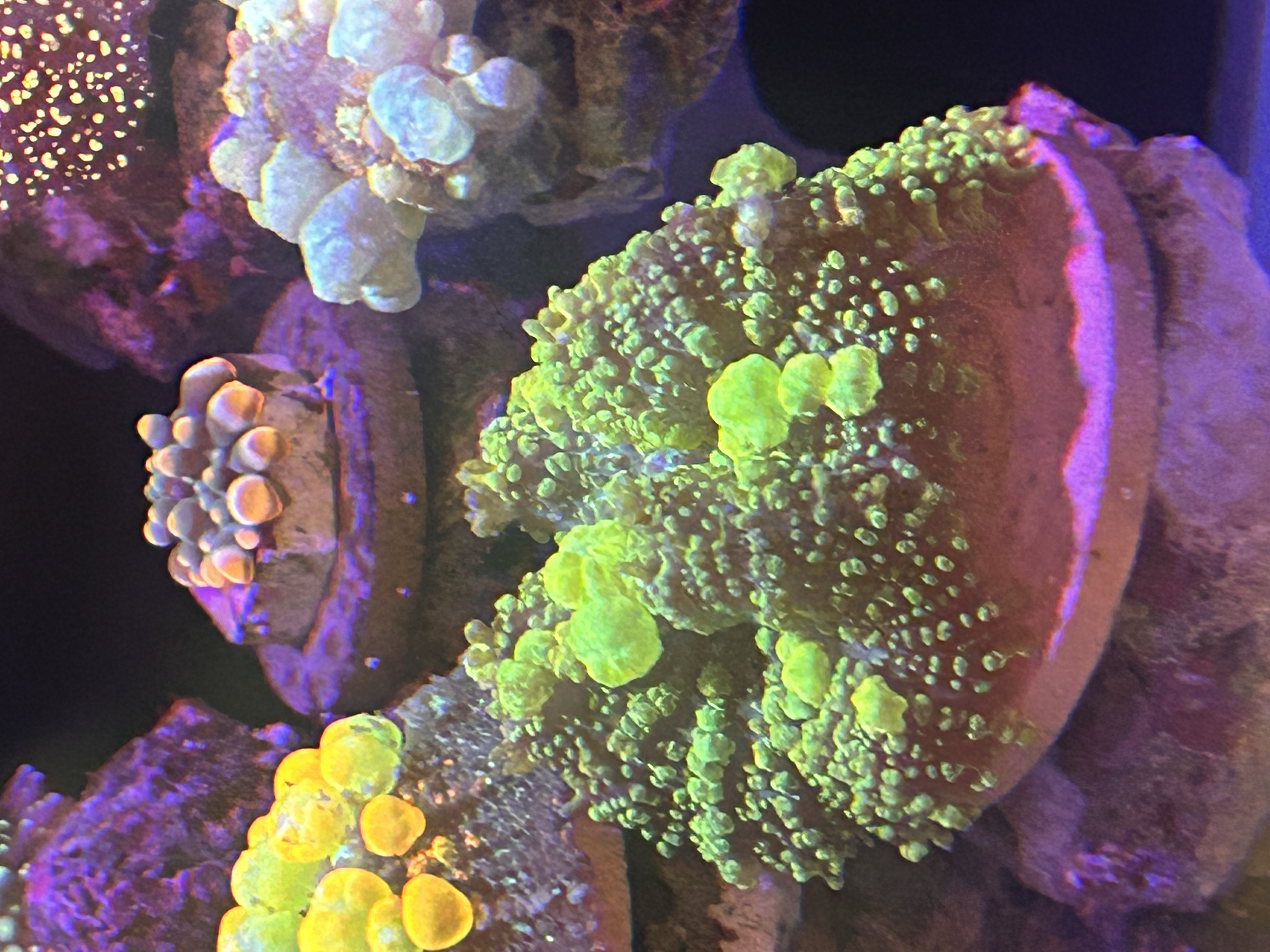 IMG_5378.jpeg
