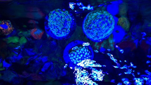 AquaCam_719C6A96.jpeg