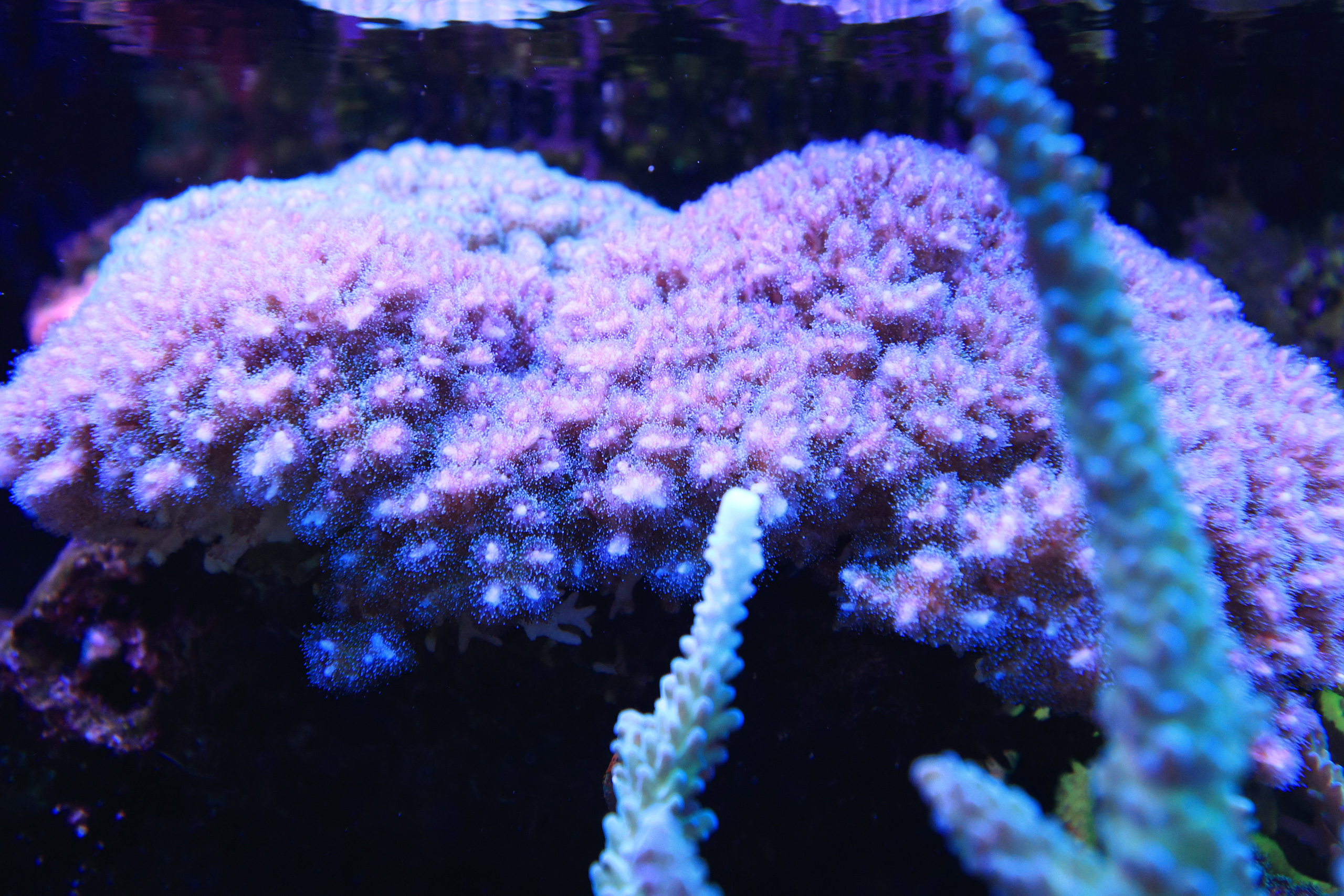 R52_7307.jpg