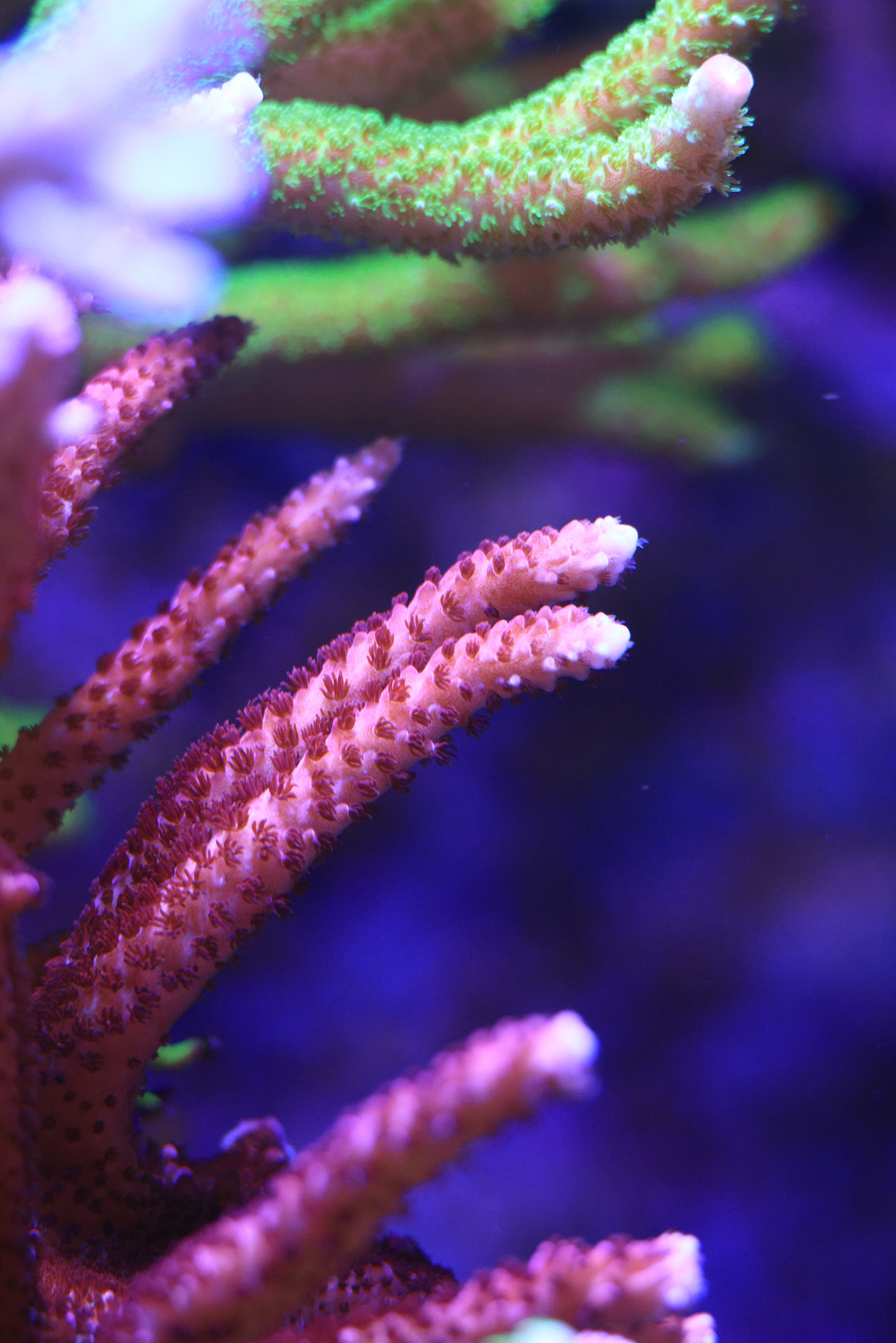 R52_7281.jpg