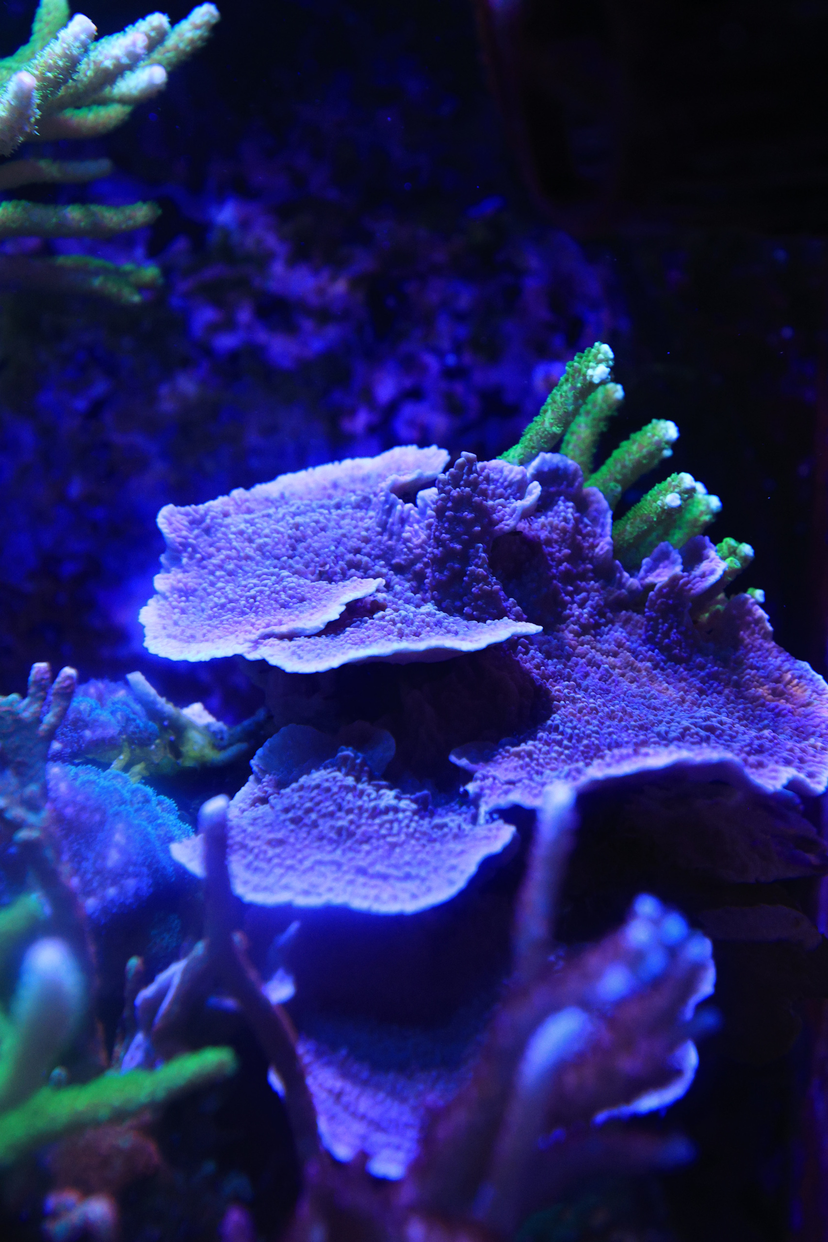 R52_7301.jpg