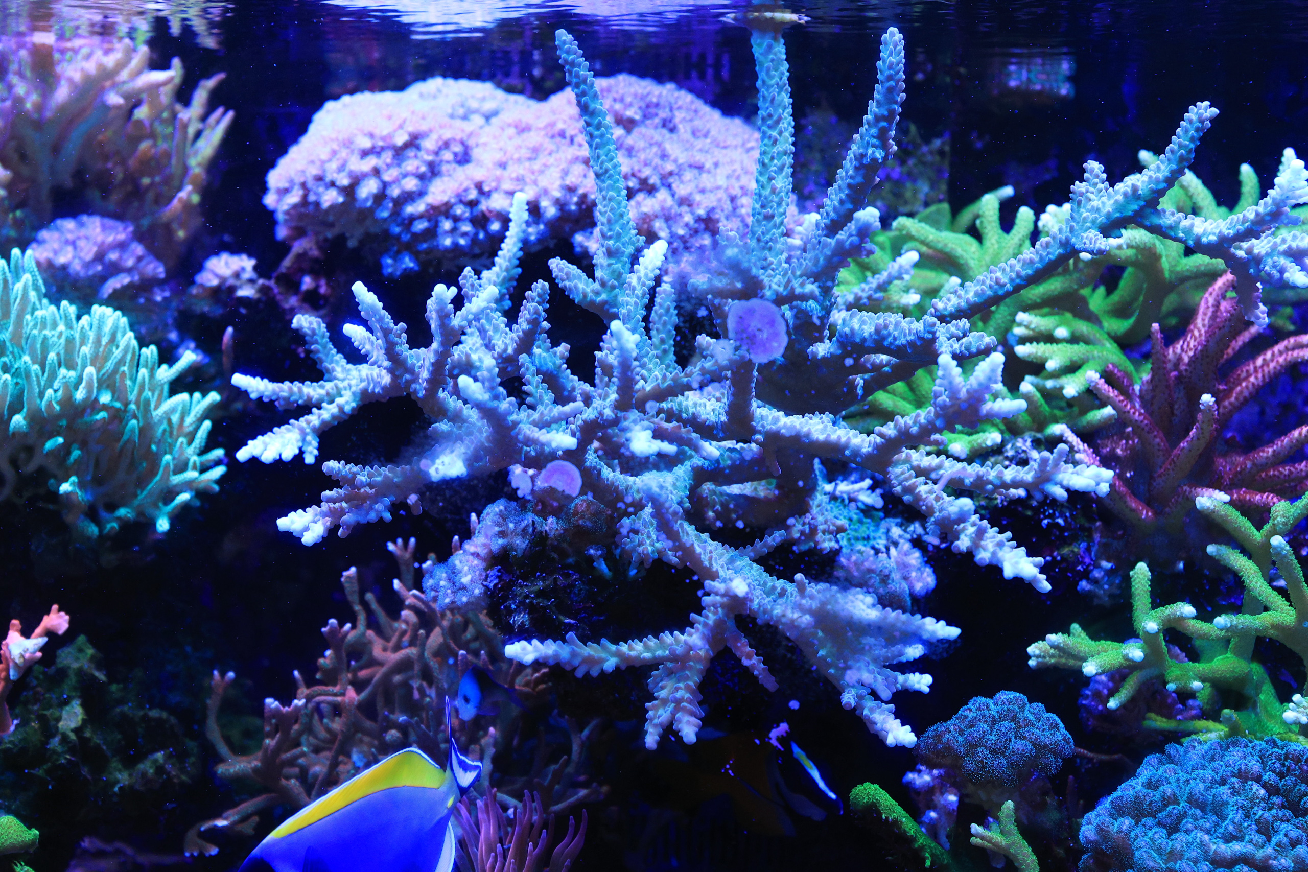 R52_7291.jpg
