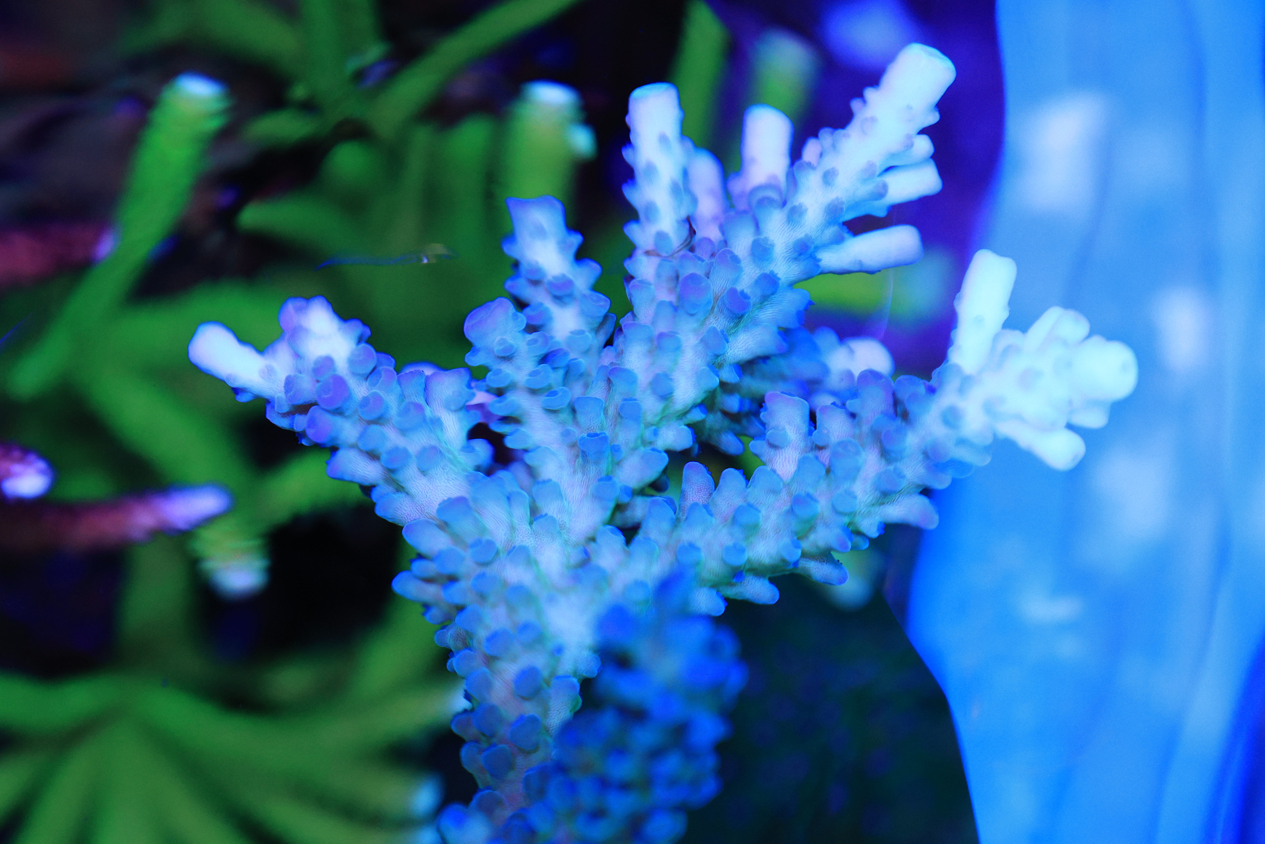 R52_7330.jpg