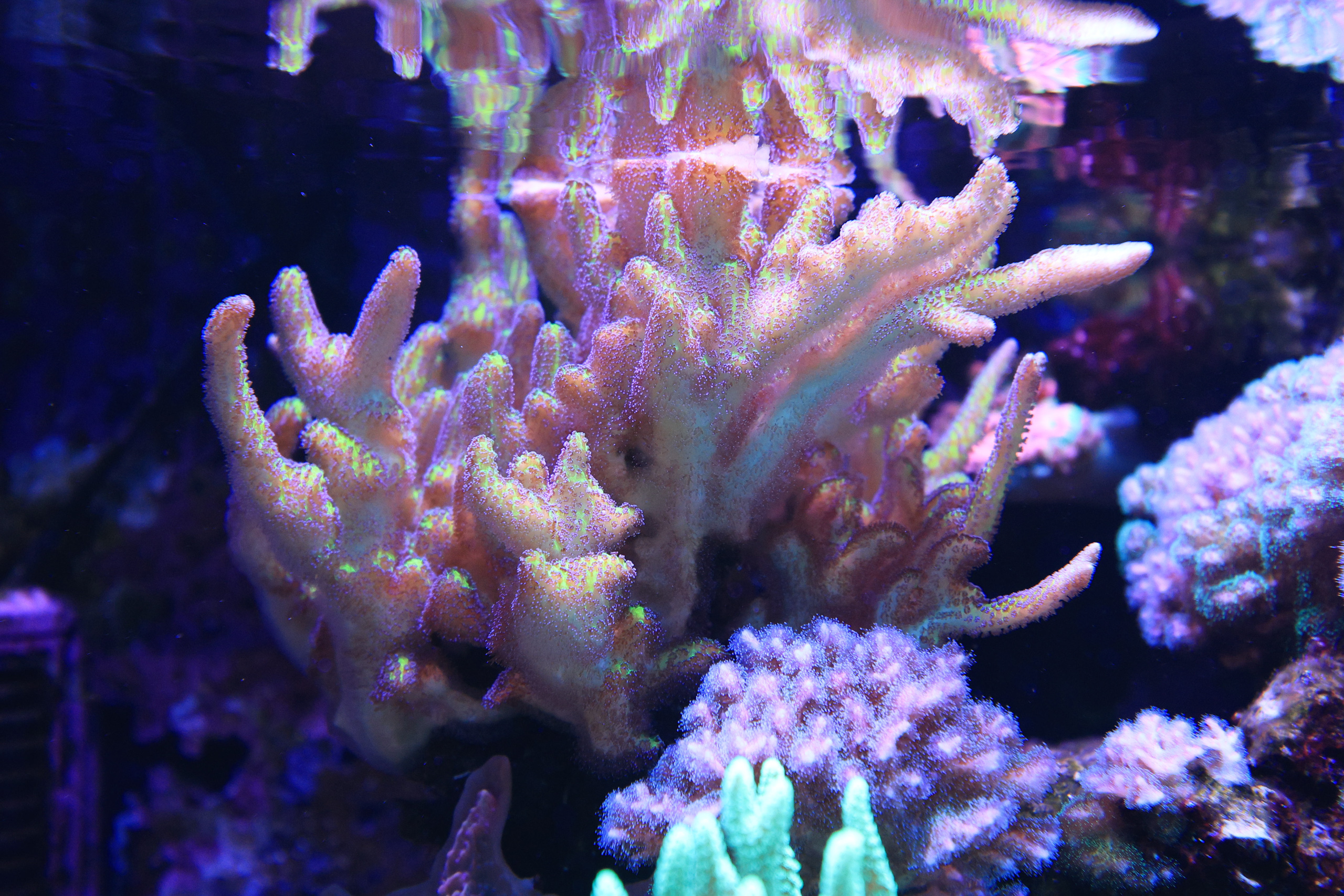 R52_7311.jpg