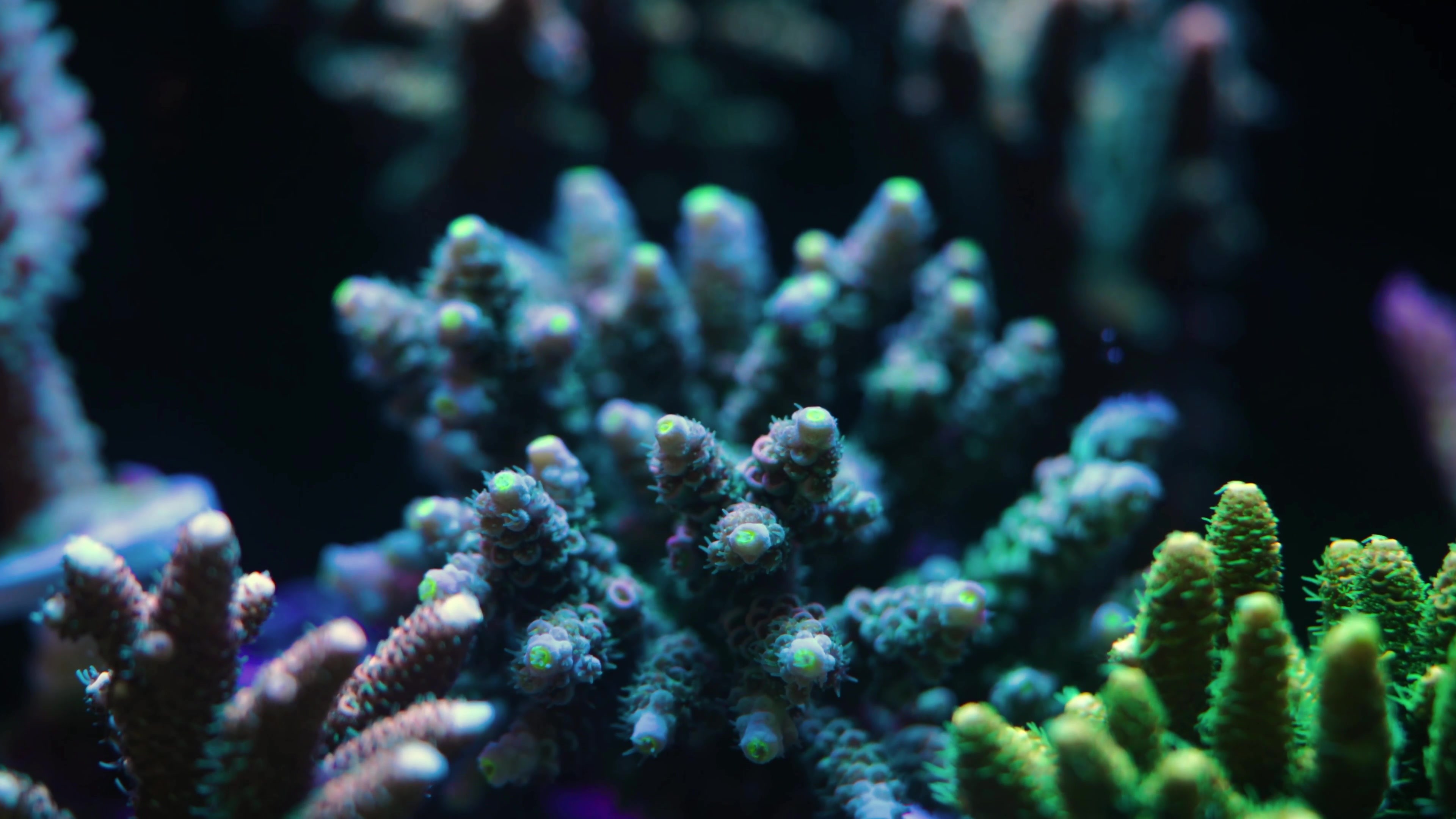 2025.11.22 Coral Vlog ��Ƶ��֡.jpg