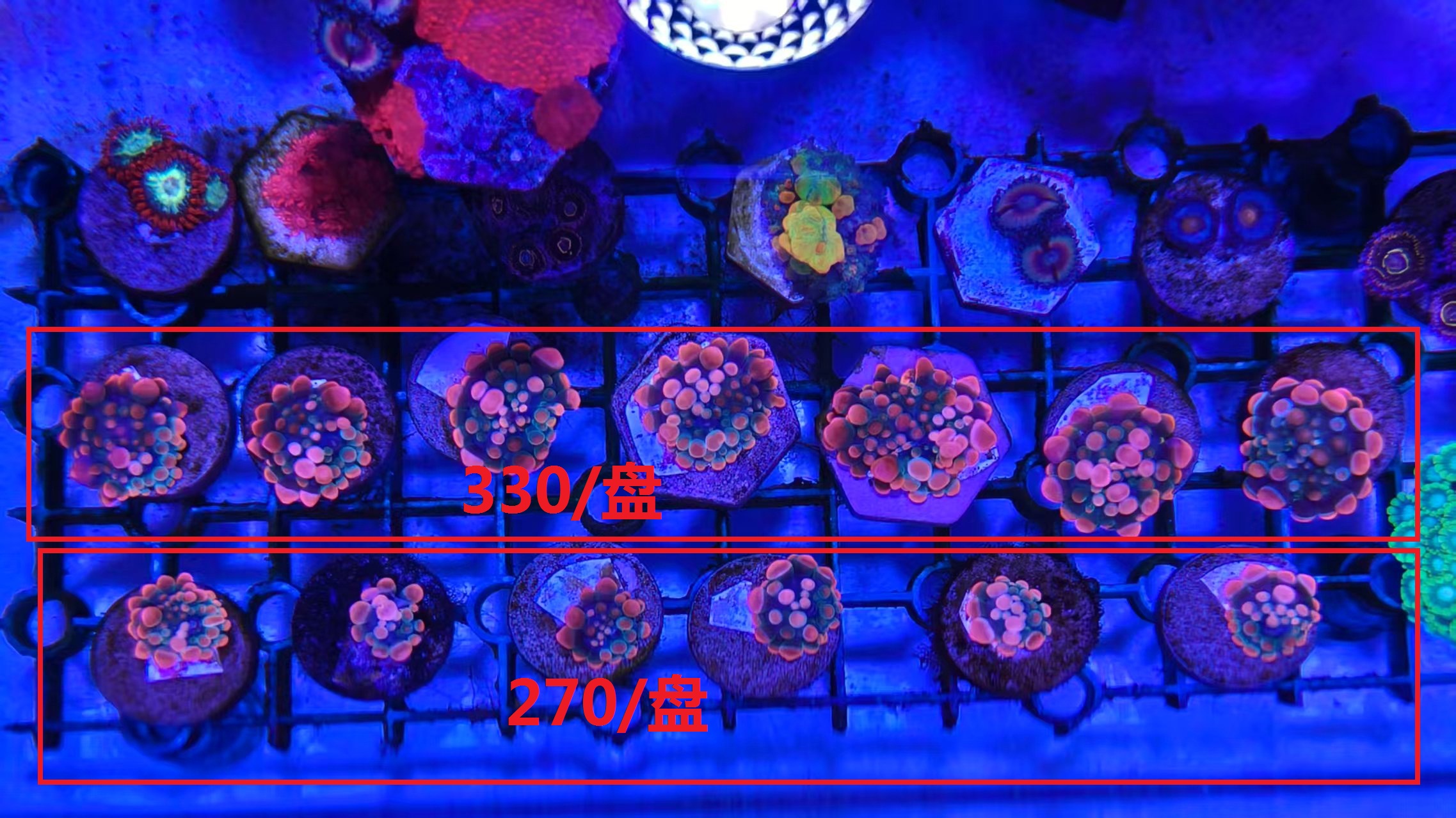 _cgi-bin_mmwebwx-bin_webwxgetmsgimg__&MsgID=7450135329346369247&skey=@crypt_.jpg