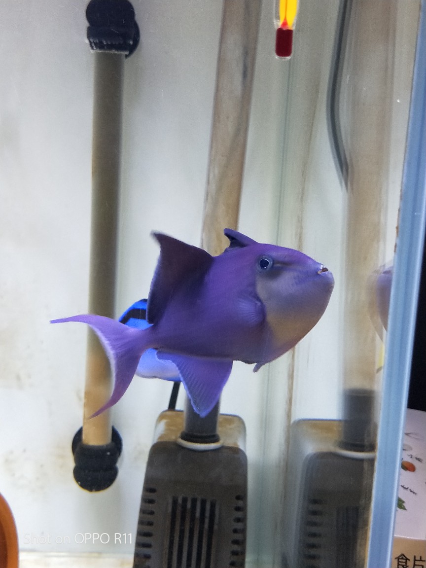 天津本地出魔鬼炮弹老鱼