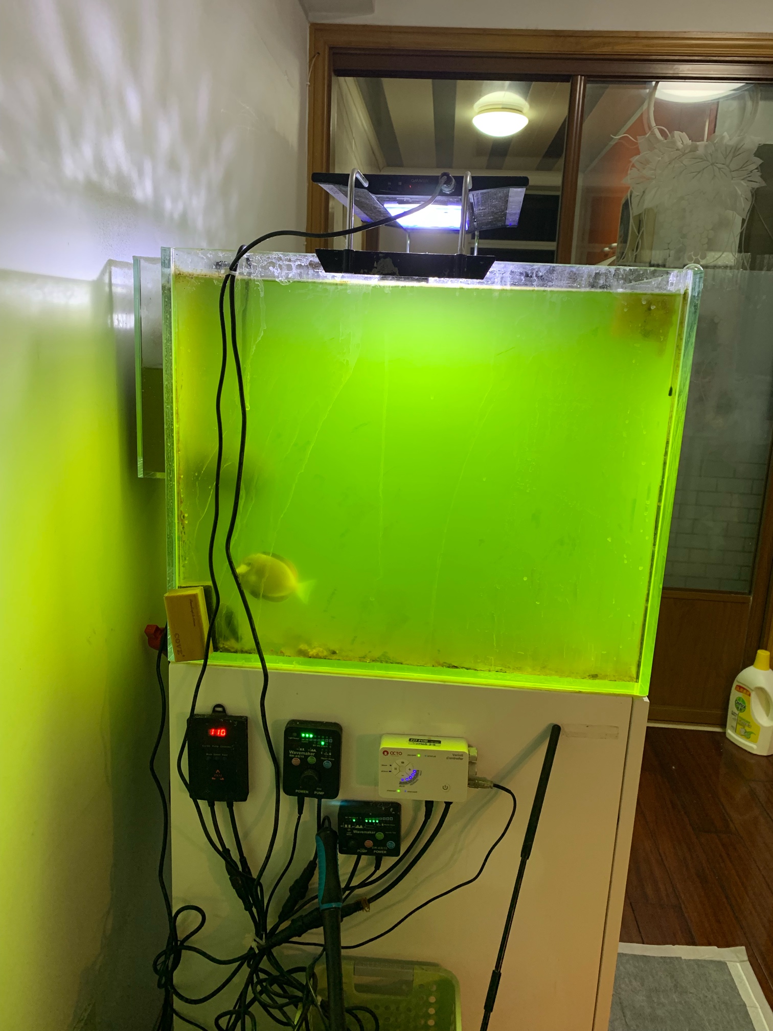 到底是小球藻还是蓝藻