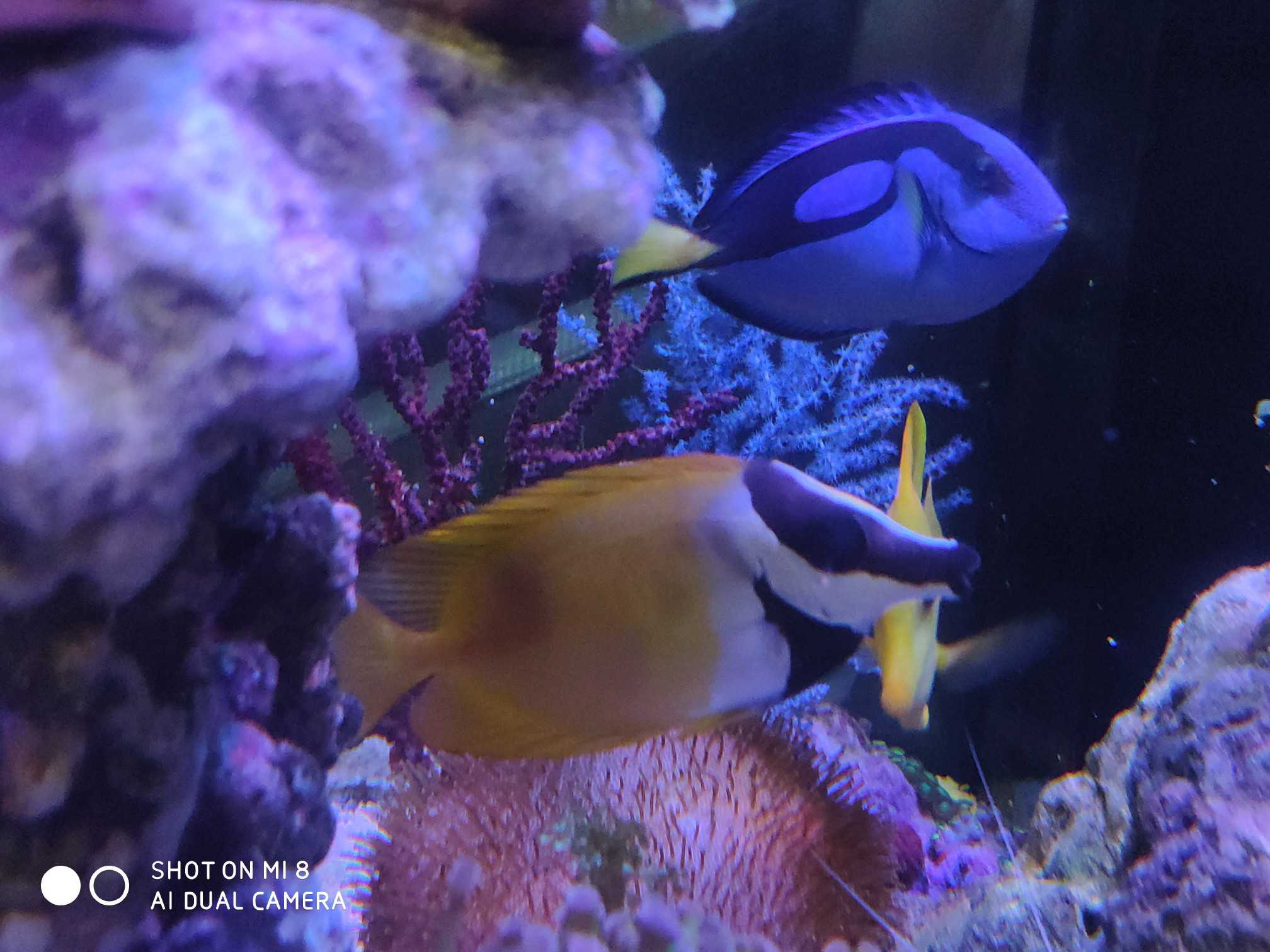 出鱼及珊瑚， 空间不够- 广东地区- CMF海水论坛- 手机版- Powered by