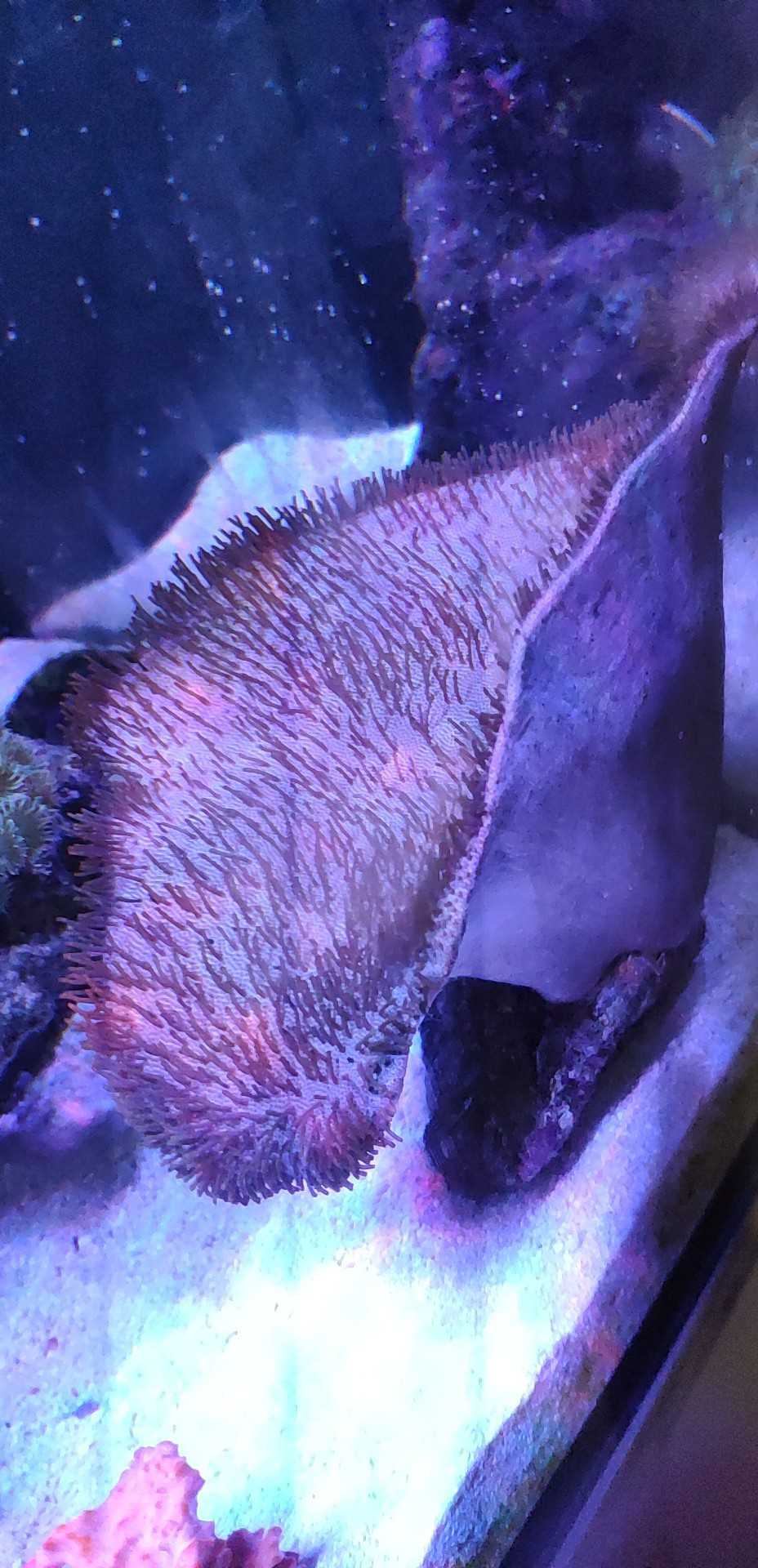 出鱼及珊瑚， 空间不够- 广东地区- CMF海水论坛- 手机版- Powered by