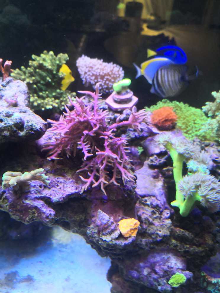 出硬骨珊瑚有赠品- 天津地区- CMF海水论坛- 手机版- Powered by Discuz!