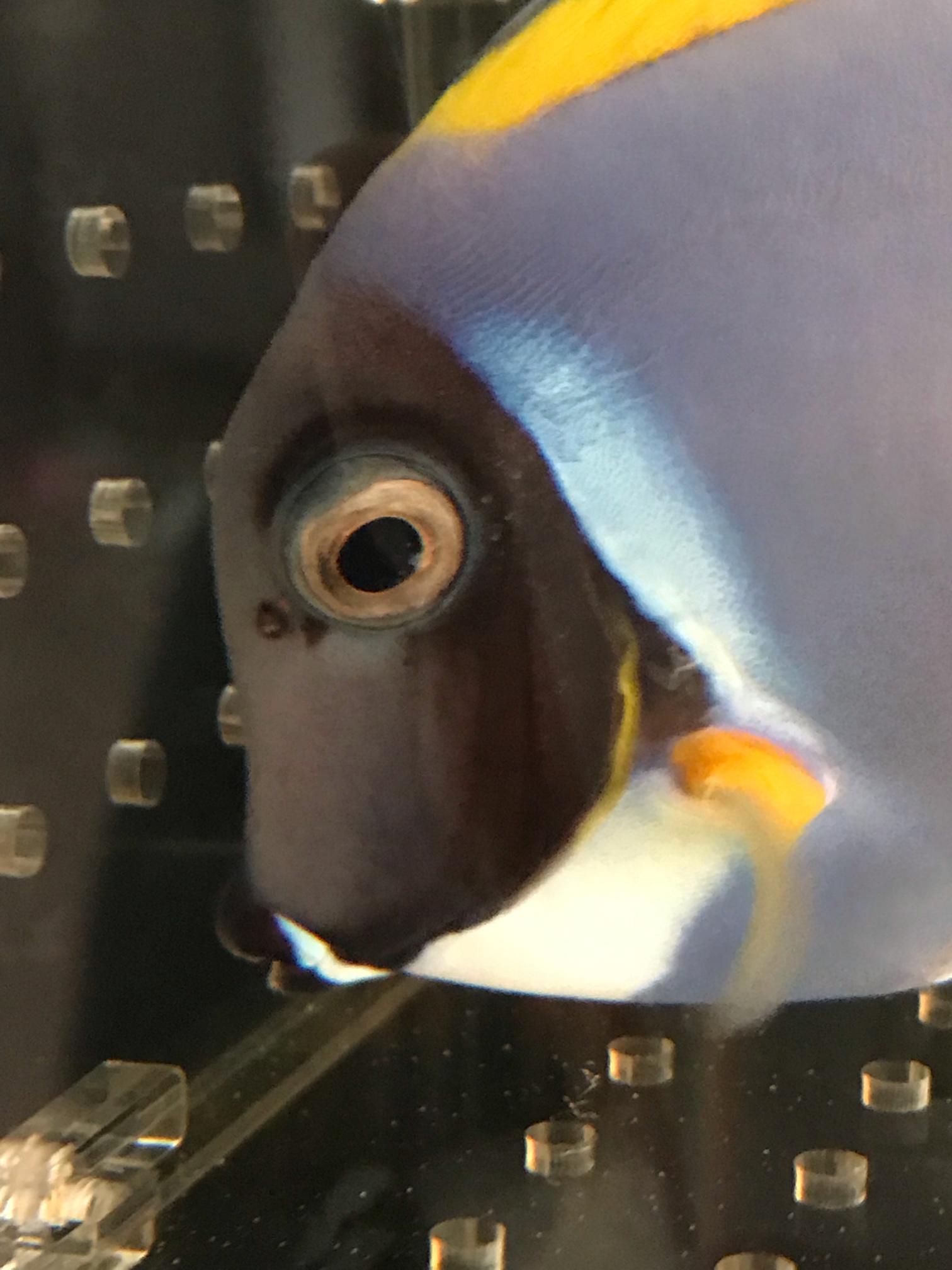 鱼眼睛上的寄生虫怎么治疗 海水观赏鱼 Cmf海友论坛 手机版 Powered By Discuz