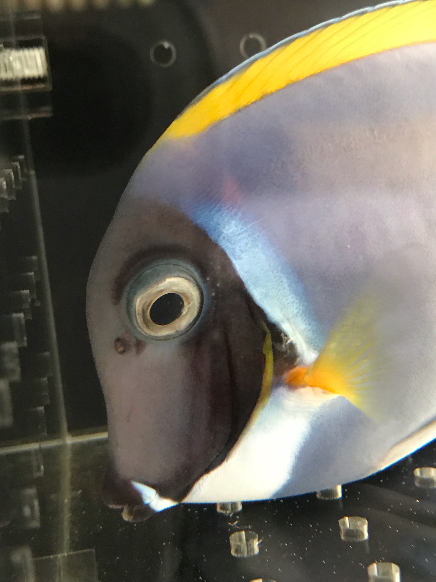 鱼眼睛上的寄生虫怎么治疗 海水观赏鱼 Cmf海友论坛 手机版 Powered By Discuz