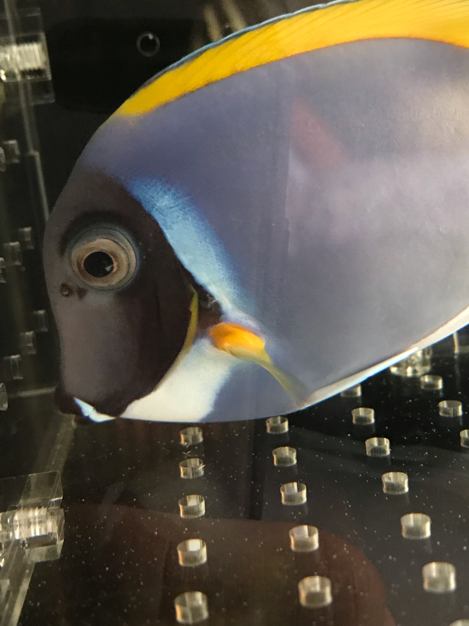 鱼眼睛上的寄生虫怎么治疗 海水观赏鱼 Cmf海友论坛 手机版 Powered By Discuz