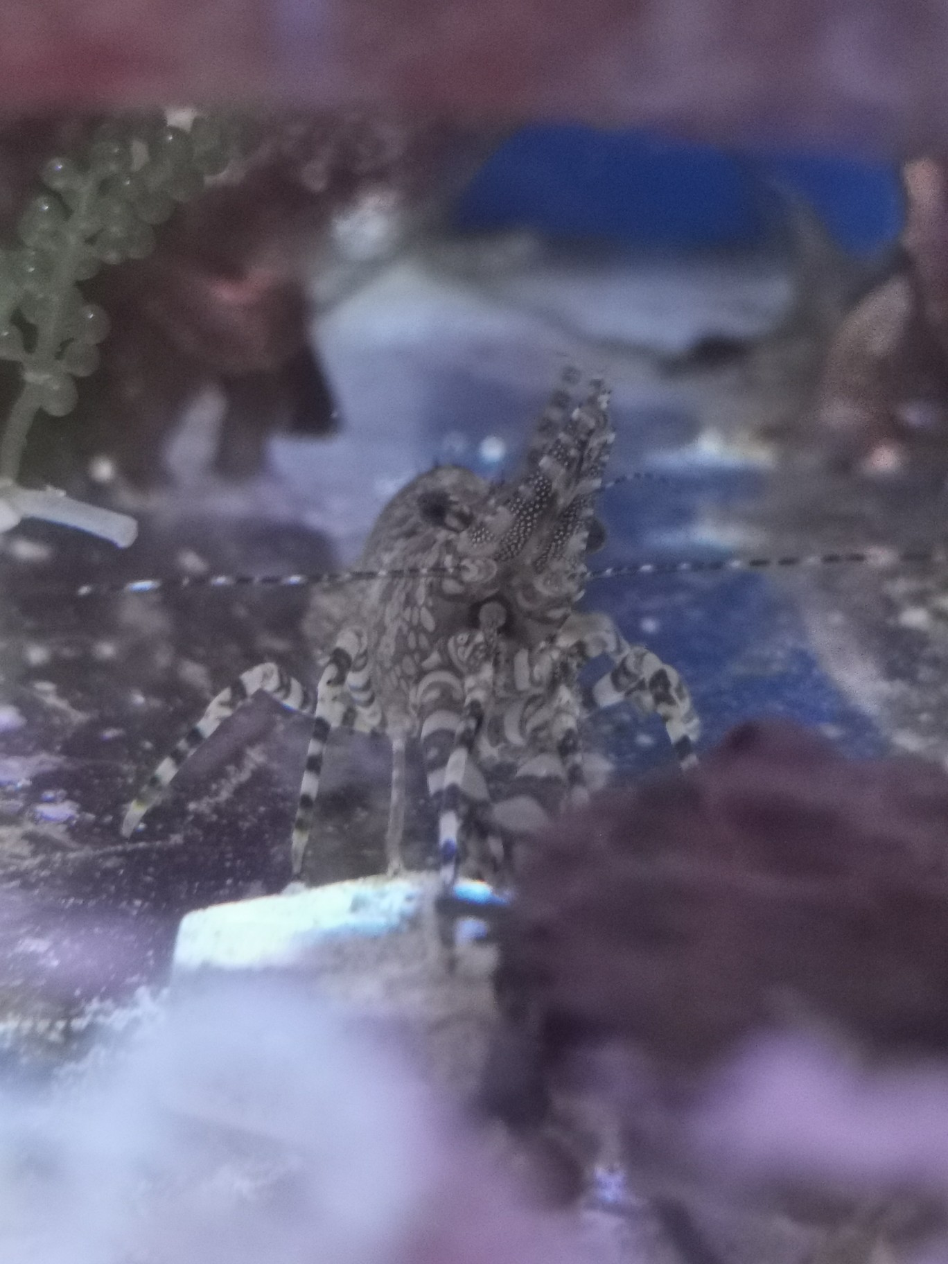 请问这是假绵羊虾吗？