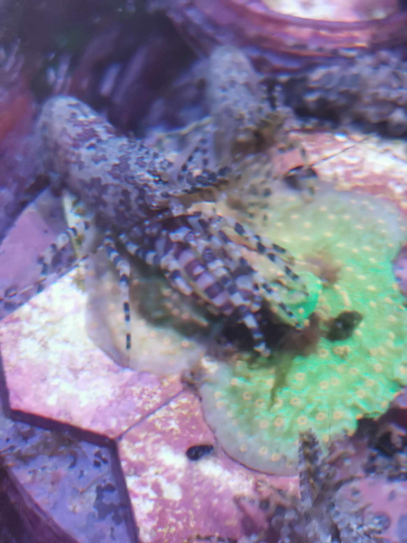 请问这是假绵羊虾吗？