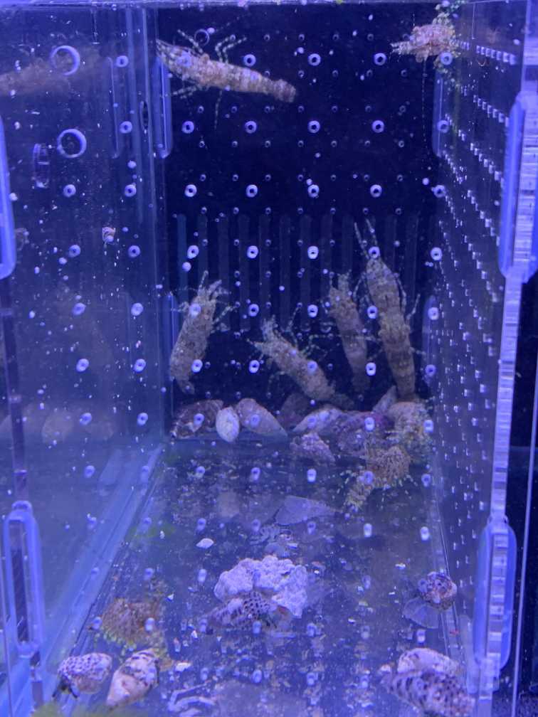 出10只假绵羊虾