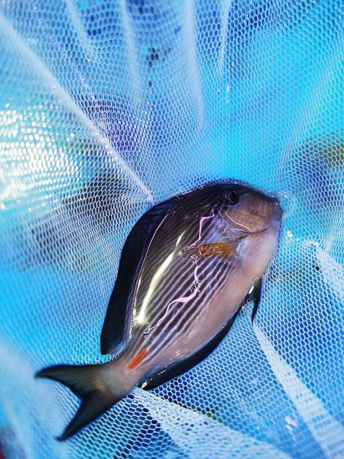 新货到小骑士小紫吊小鬼王珍珠吊紫蓝吊