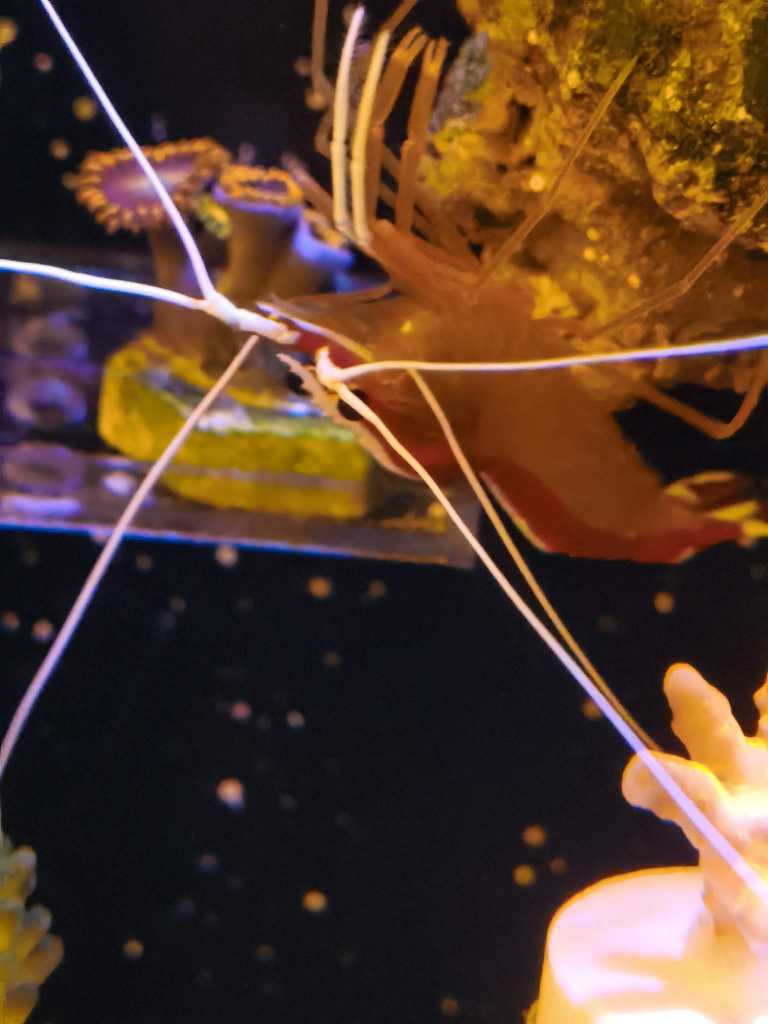 大号医生虾，假绵羊虾