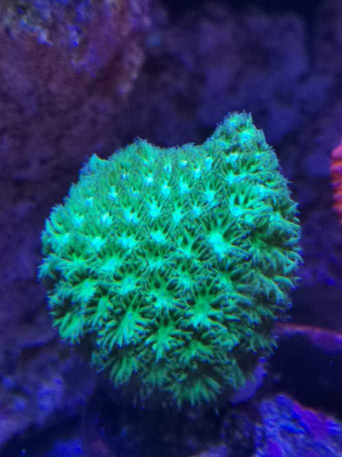 想问一下这种是什么珊瑚？ - 初学者- CMF海水论坛- 手机版- Powered by