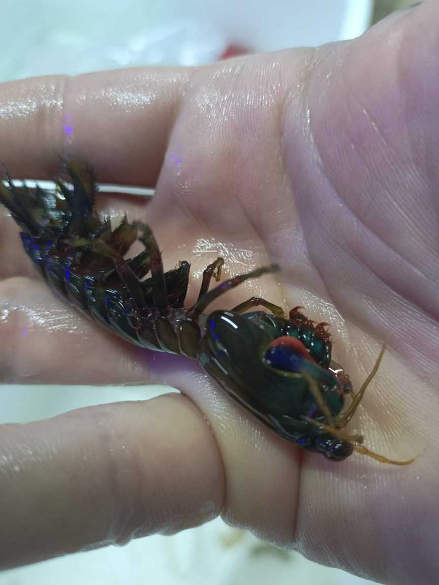 【左杂工具生物】薄荷虾，假绵羊虾，金环螺，海参，海星，美人虾，螳螂虾现货