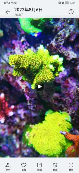 将来さん樣專用珊瑚 将来さん樣專用珊瑚 将来さん樣專用珊瑚 将来さん樣專用珊瑚 kioi/