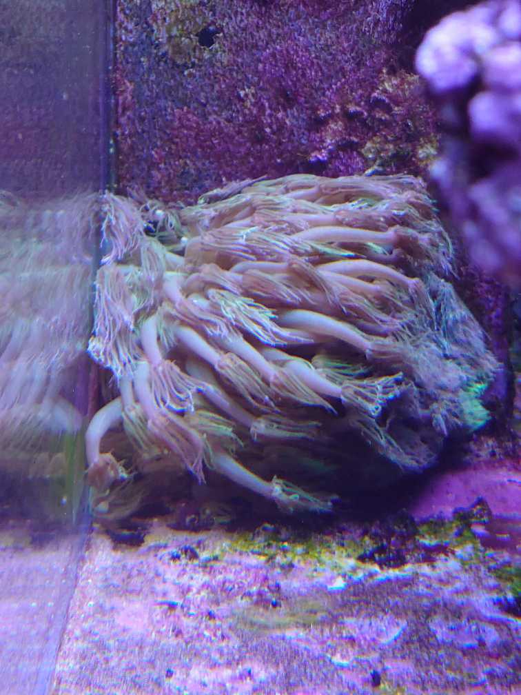 各位大神，看一看这是绿单包还是元帽？ - 珊瑚软体- CMF海水论坛