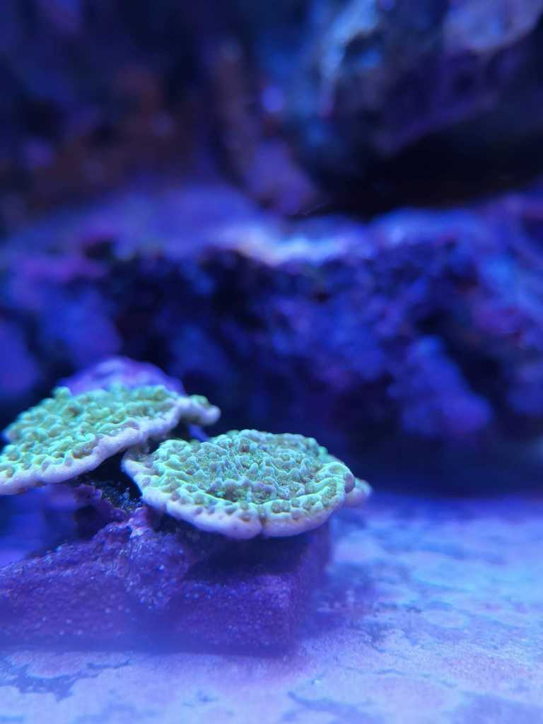瓦片都养不活,水质数据都正常- SPS珊瑚讨论- CMF海水论坛- 手机版 瓦片都养不活,水质数据都正常- SPS珊瑚讨论- CMF海水论坛- 手机版