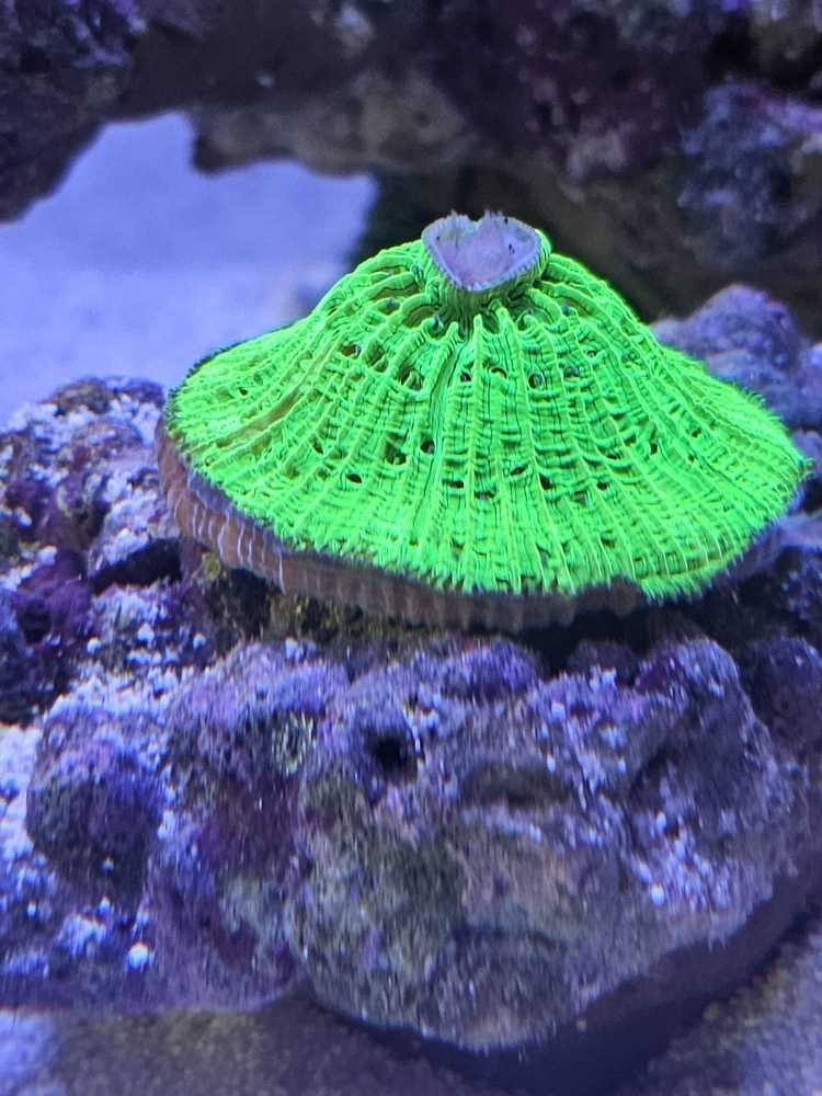 飞盘起皮了？ - 珊瑚软体- CMF海水论坛- 手机版- Powered by Discuz!