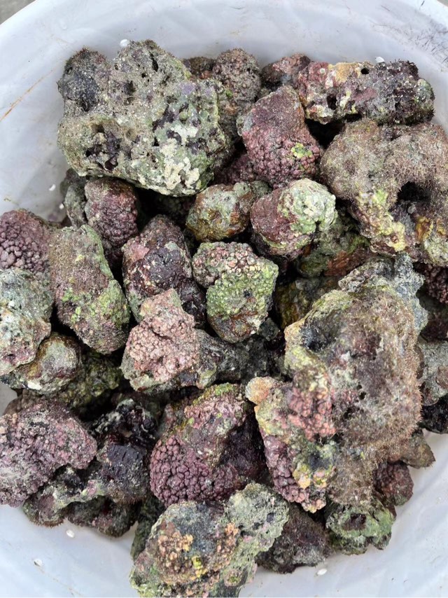 新鲜现采活石，无石纽扣，茉莉，无石草皮，深水引菌活石 - 二手交流 - CMF海水论坛 - Powered by Discuz!
