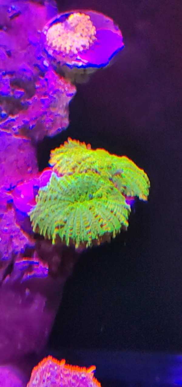 出4个菇珊瑚150块钱- 天津地区- CMF海水论坛- 手机版- Powered