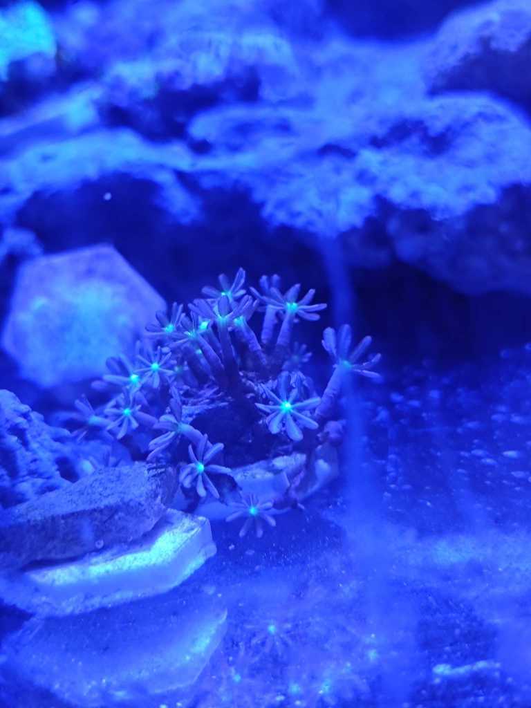 将来さん樣專用珊瑚 将来さん樣專用珊瑚 将来さん樣專用珊瑚 kioi/珊瑚 さんご